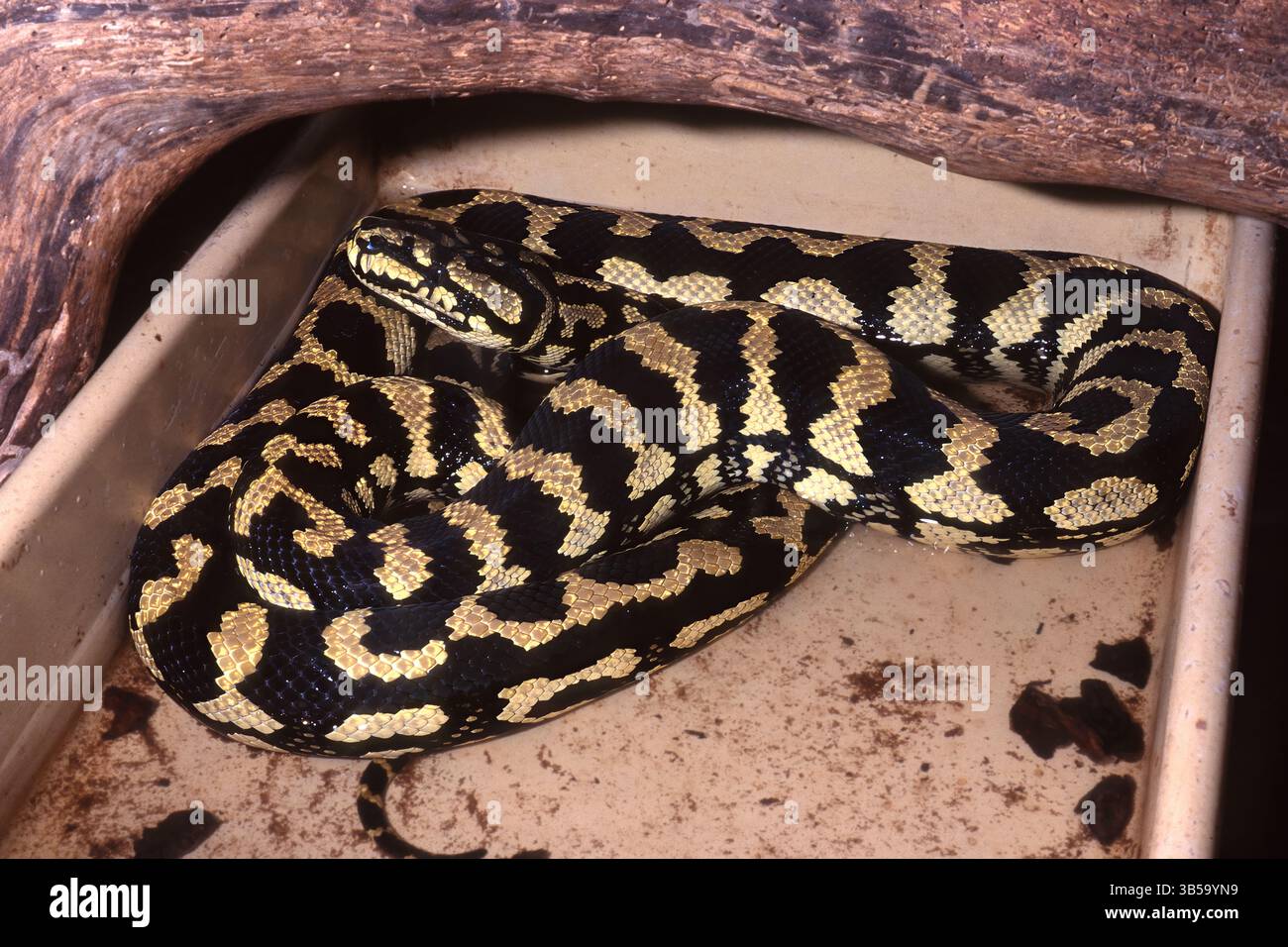 Python à écailles grossières, Morelia carinata, Pythonidae Banque D'Images