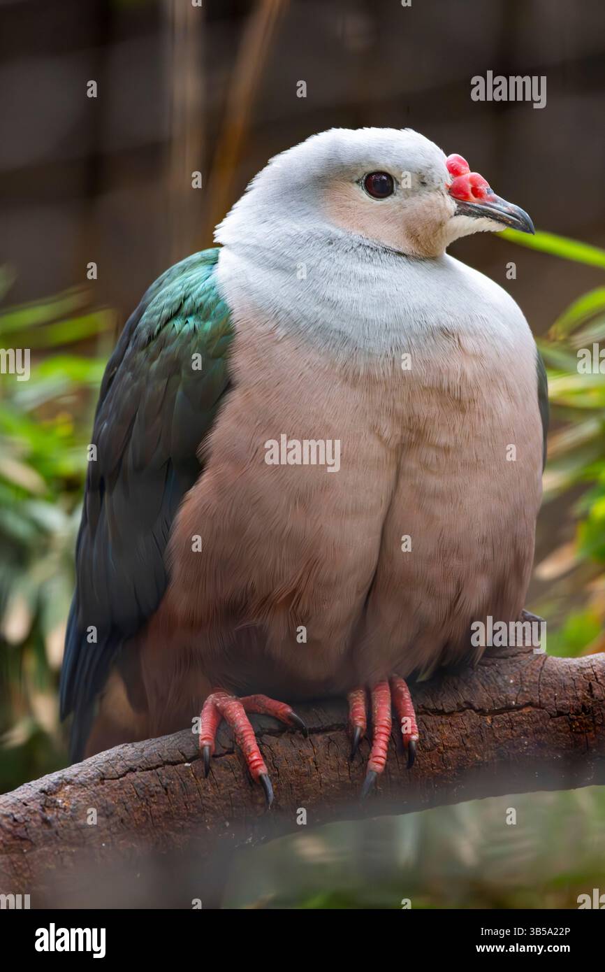 Vue rapprochée d'un pigeon impérial à boutons rouges (Ducula rubricera). Banque D'Images