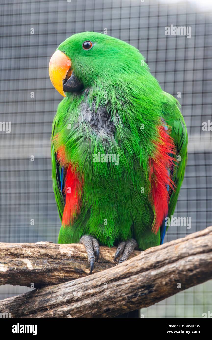 Vue rapprochée d'un perroquet eclectus vert (Eclectus roratus). Banque D'Images