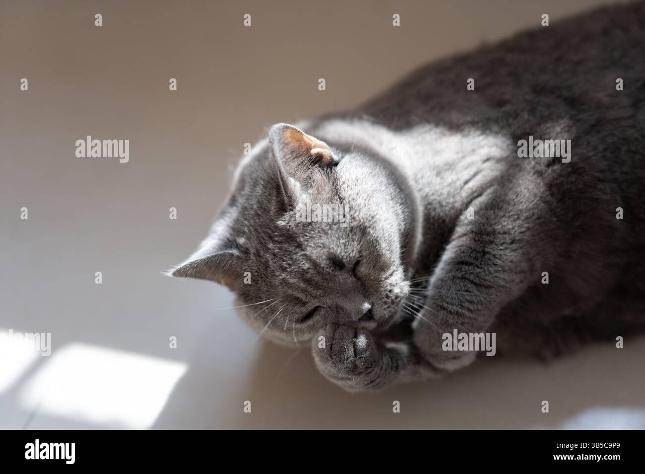 Chat gris léchant sa patte Banque D'Images