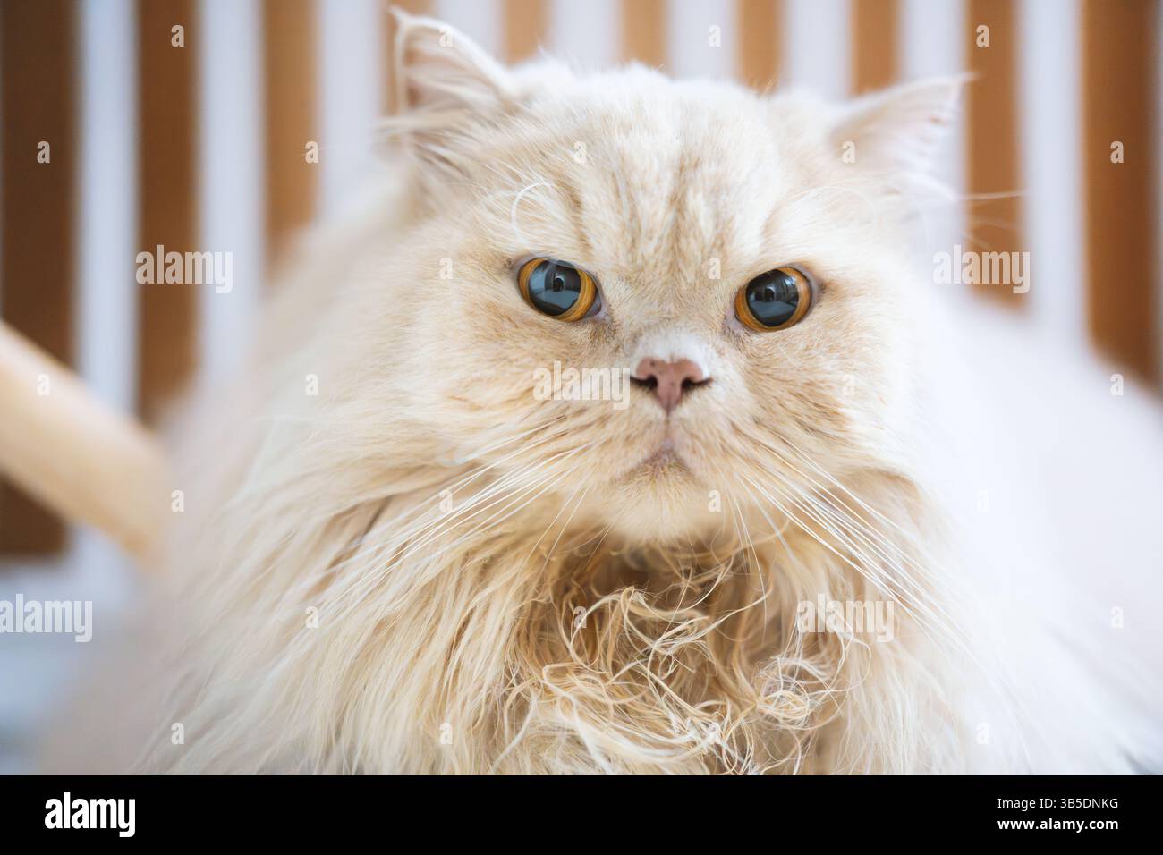 Chat persan blanc moelleux avec des yeux bleus frappants Banque D'Images
