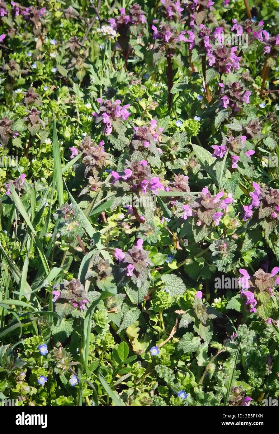 Plante en fleurs d'ortie morte rouge connue sous le nom d'archange violet (Lamium purpureum) se balançant dans le vent de printemps. Éclatant patch de fleurs sauvages et d'herbes vertes Banque D'Images
