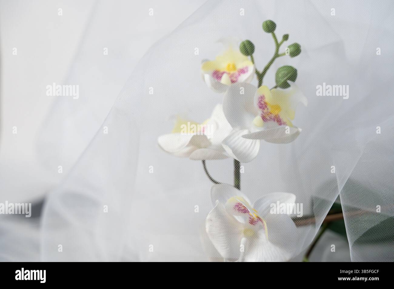 Une belle orchidée blanche est élégamment affichée sur un tissu blanc immaculé, mettant en valeur ses caractéristiques délicates et son aspect vibrant Banque D'Images