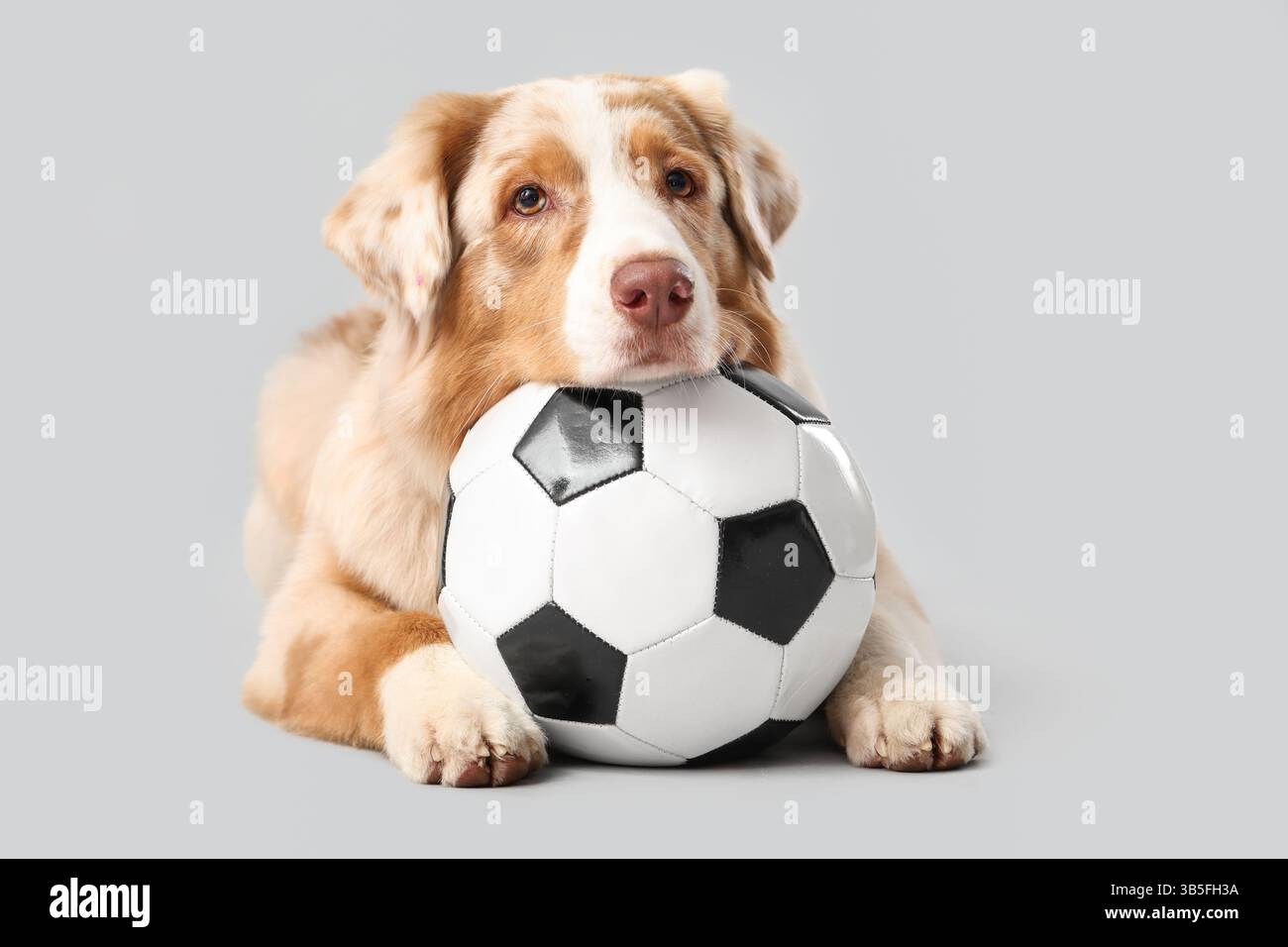 Chien berger australien mignon avec ballon de football couché sur fond clair Banque D'Images