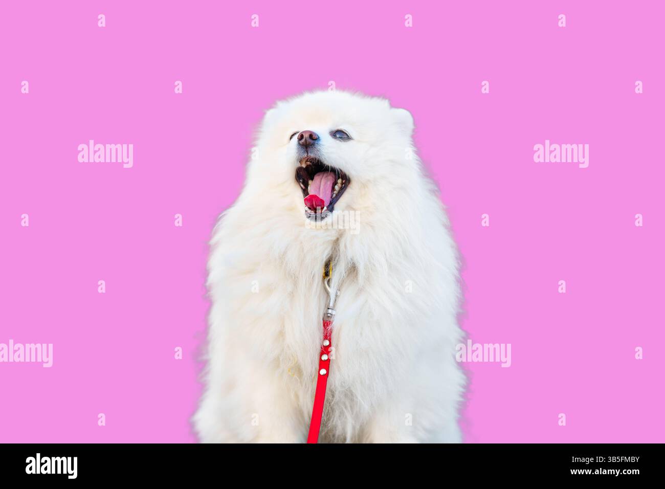 Chien blanc moelleux bâillant tout en portant une laisse rouge, placé sur un fond rose éclatant, mettant en valeur la compagnie et les moments ludiques. Banque D'Images