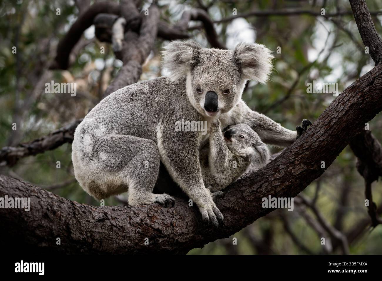 Koala maman avec son Joey dans un arbre est répertorié comme une espèce menacée aujourd'hui. Banque D'Images