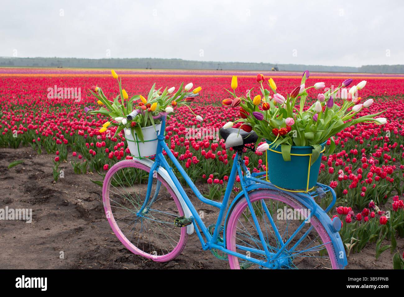 Un vélo coloré est garé dans un champ de tulipes en fleurs. Un bouquet de belles tulipes se trouve dans un panier sur le porte-vélos. Des millions de fleurs en b Banque D'Images
