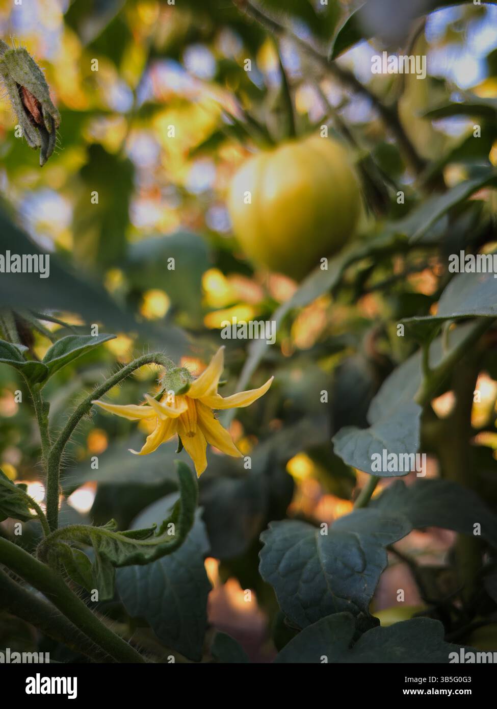 Fleur de tomate et bourgeon dans le jardin bio de l'arrière-cour Banque D'Images Fleur de tomate et bourgeon dans le jardin bio de l'arrière-cour Banque D'Images