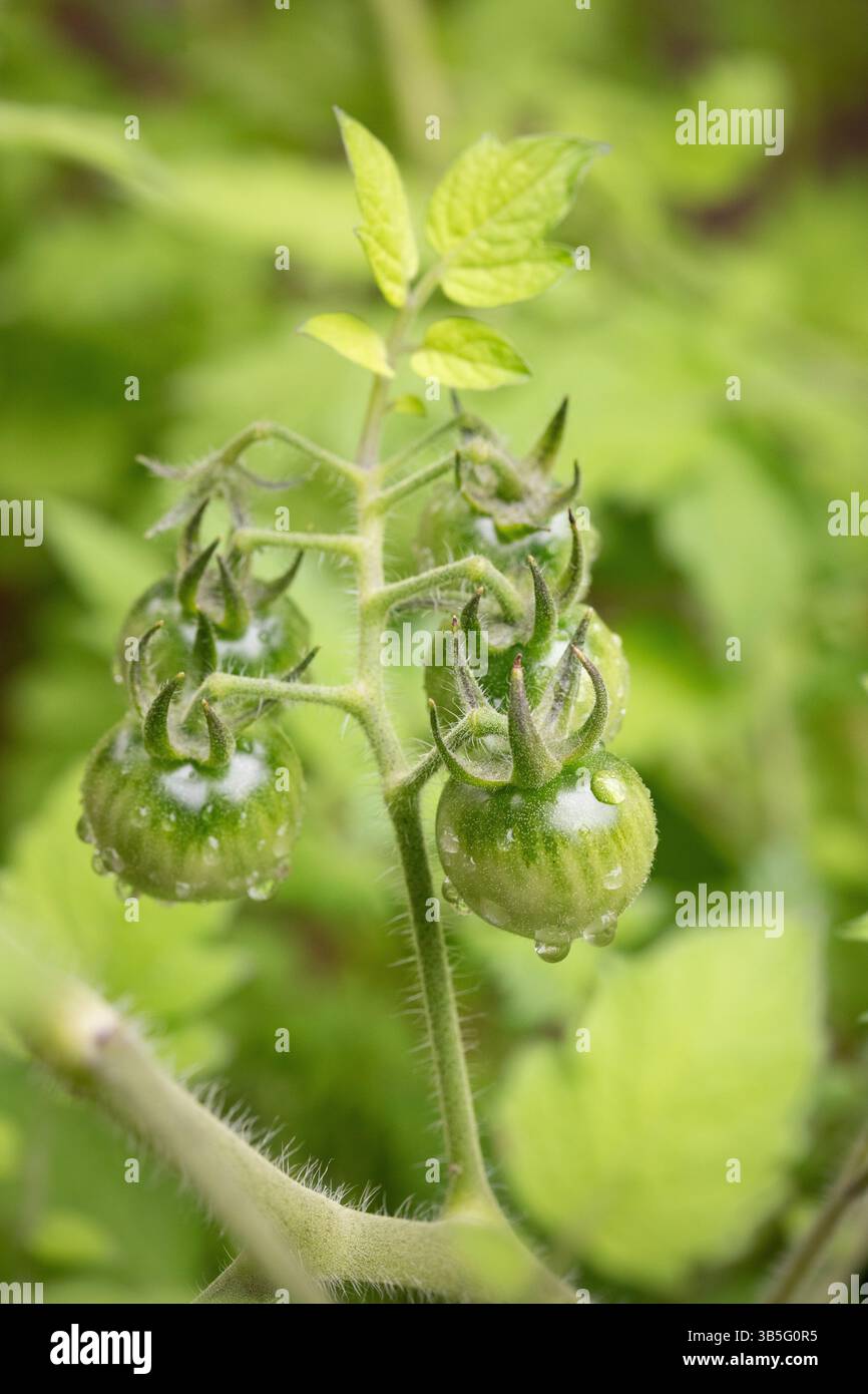 Tomates cerises vertes sur une vigne après la pluie Banque D'Images