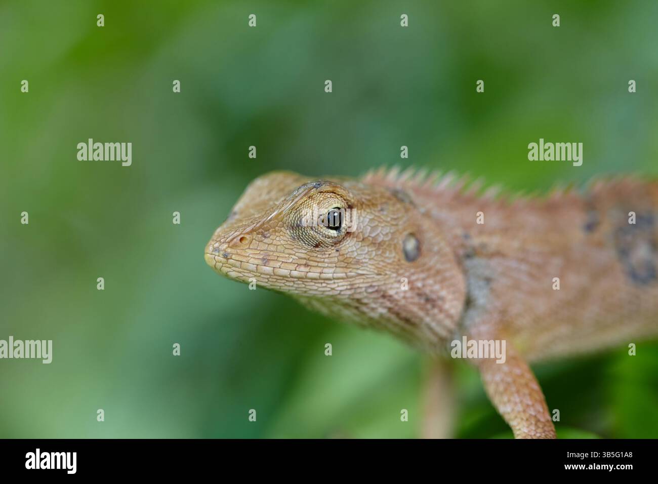 Vue rapprochée du lézard sur la branche Banque D'Images