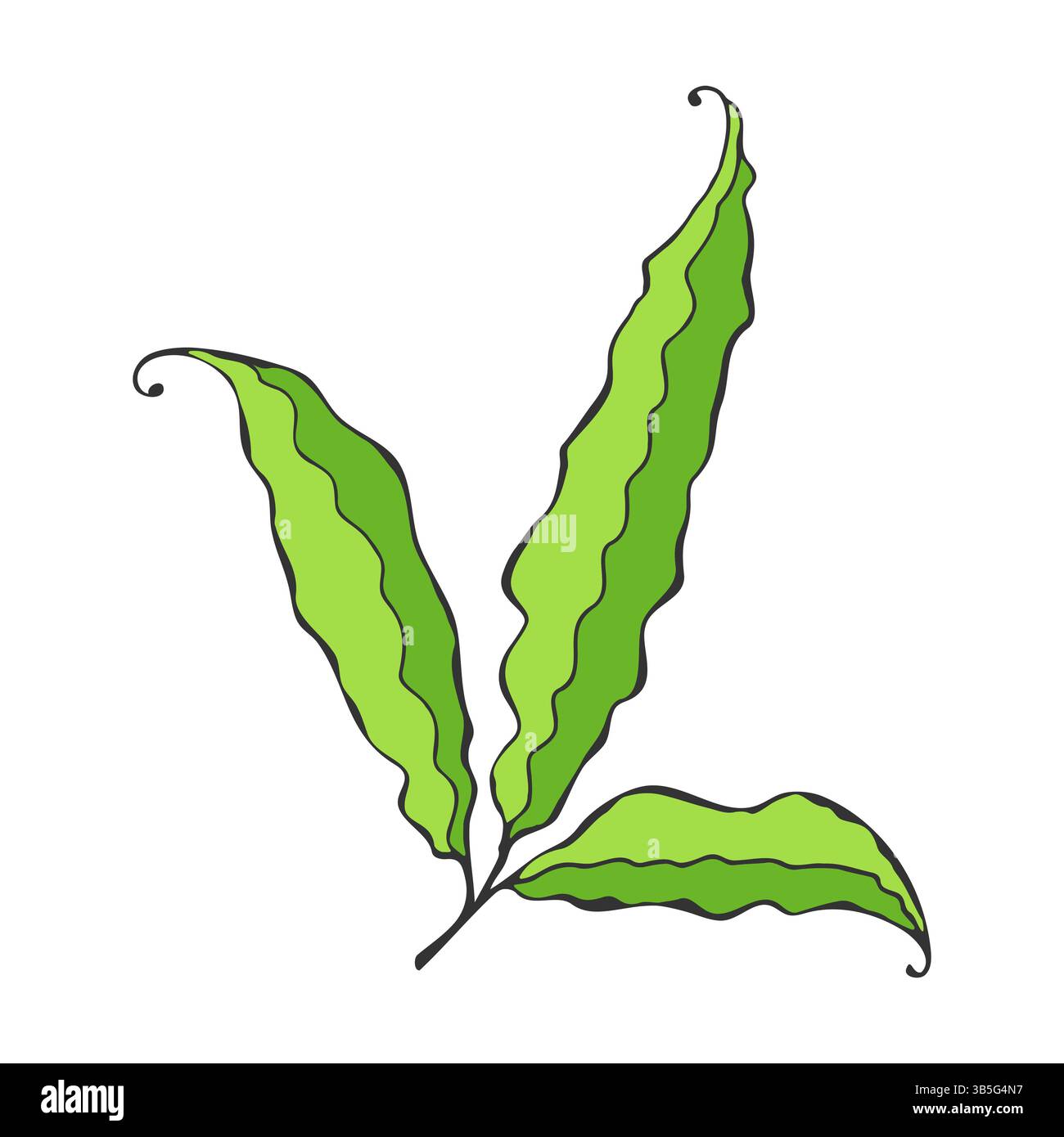 Feuilles ou gousses de plante, griffonnages stylisés verts sur fond blanc. Peut-être des gousses de pois verts. Elément de conception botanique. Illustration vectorielle Illustration de Vecteur
