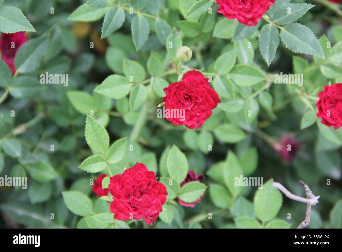 Roses rouges vibrantes en fleurs, gros plan de Rose Bush miniature avec feuilles vertes, photographie de nature de jardin pour des thèmes floraux et botaniques Banque D'Images