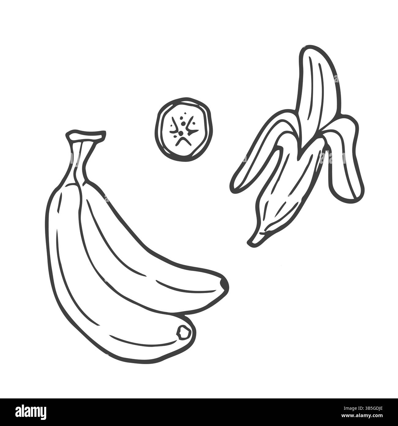 Banane fruit, bouquet. Nutrition biologique alimentation saine. Illustration lucuma vectorielle rétro dessinée à la main gravée. Banane isolée Illustration de Vecteur