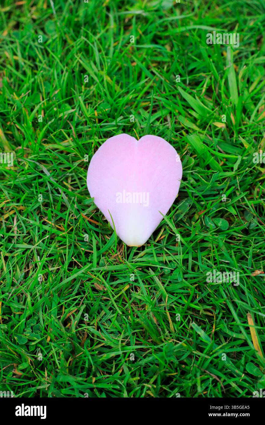 Herbe de pétalon d'arbre de magnolia en forme de coeur rose unique au printemps. ROYAUME-UNI Banque D'Images