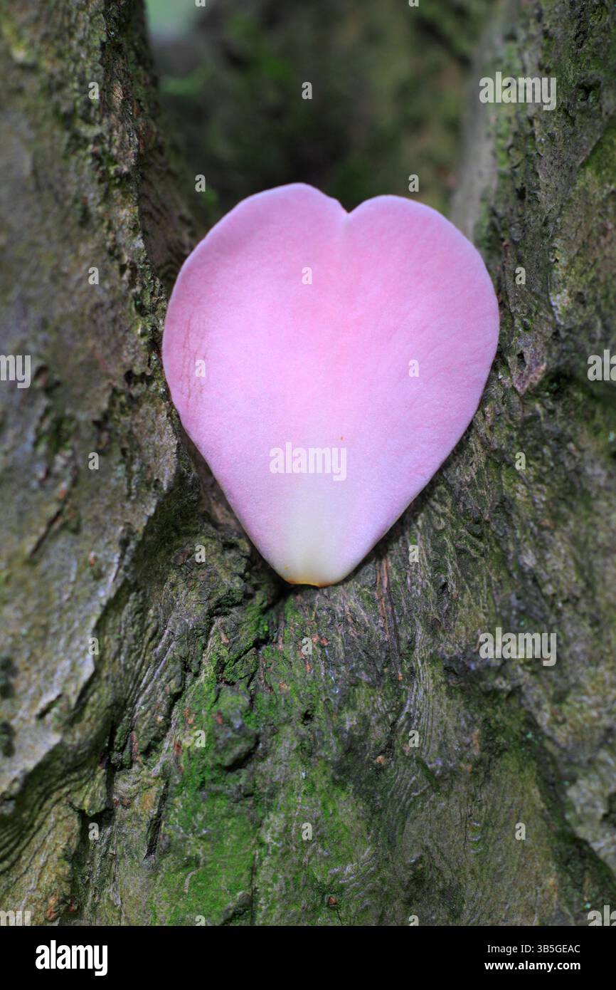 Pétale de magnolia rose en forme de coeur calé sur le tronc de l'arbre au printemps. ROYAUME-UNI Banque D'Images