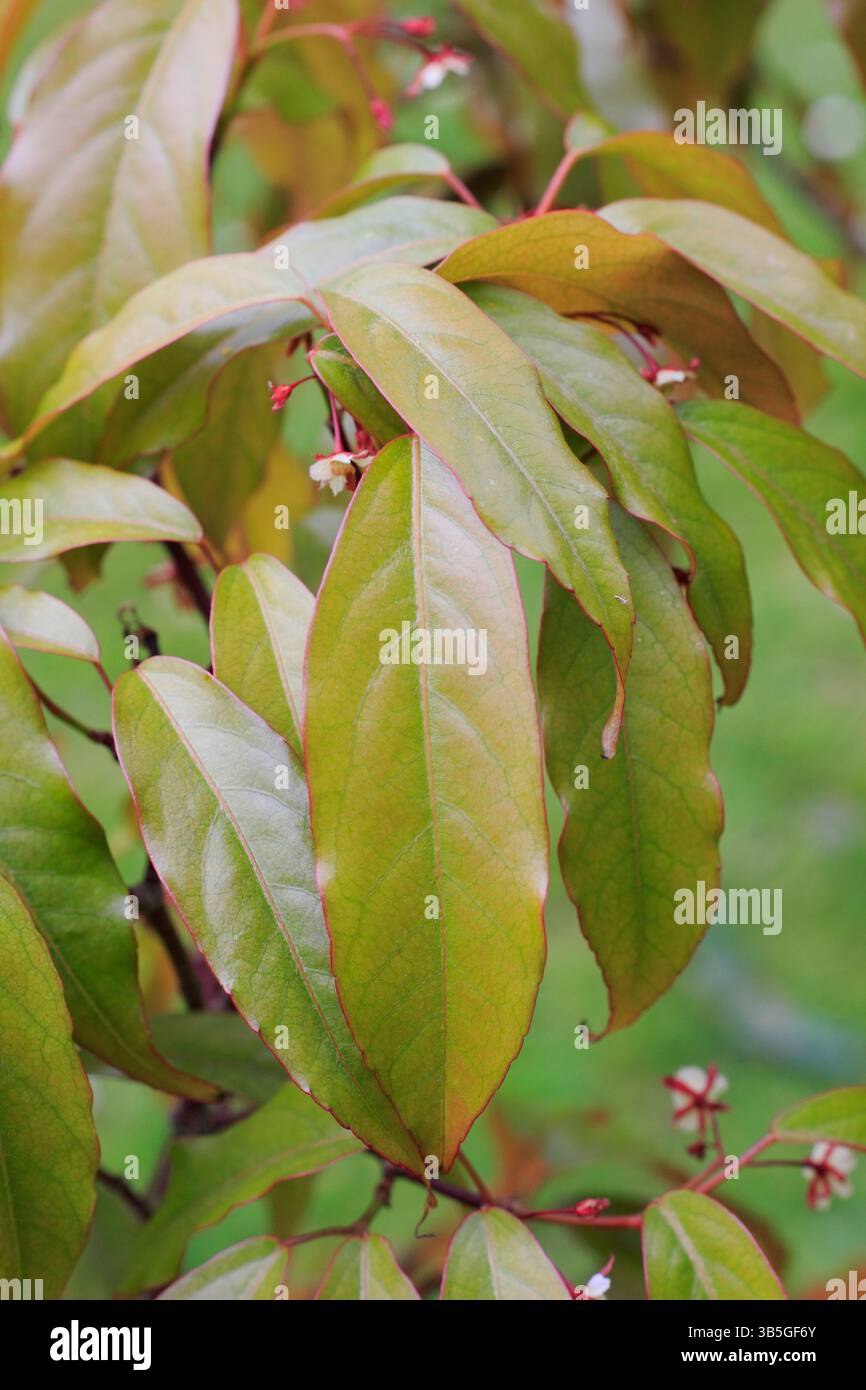 Acer Fabri. Érable de Faber, ou érable émeraude Jade, présentant des feuilles caractéristiques en forme de lance qui sont différentes des autres érables. Ressort. ROYAUME-UNI Banque D'Images