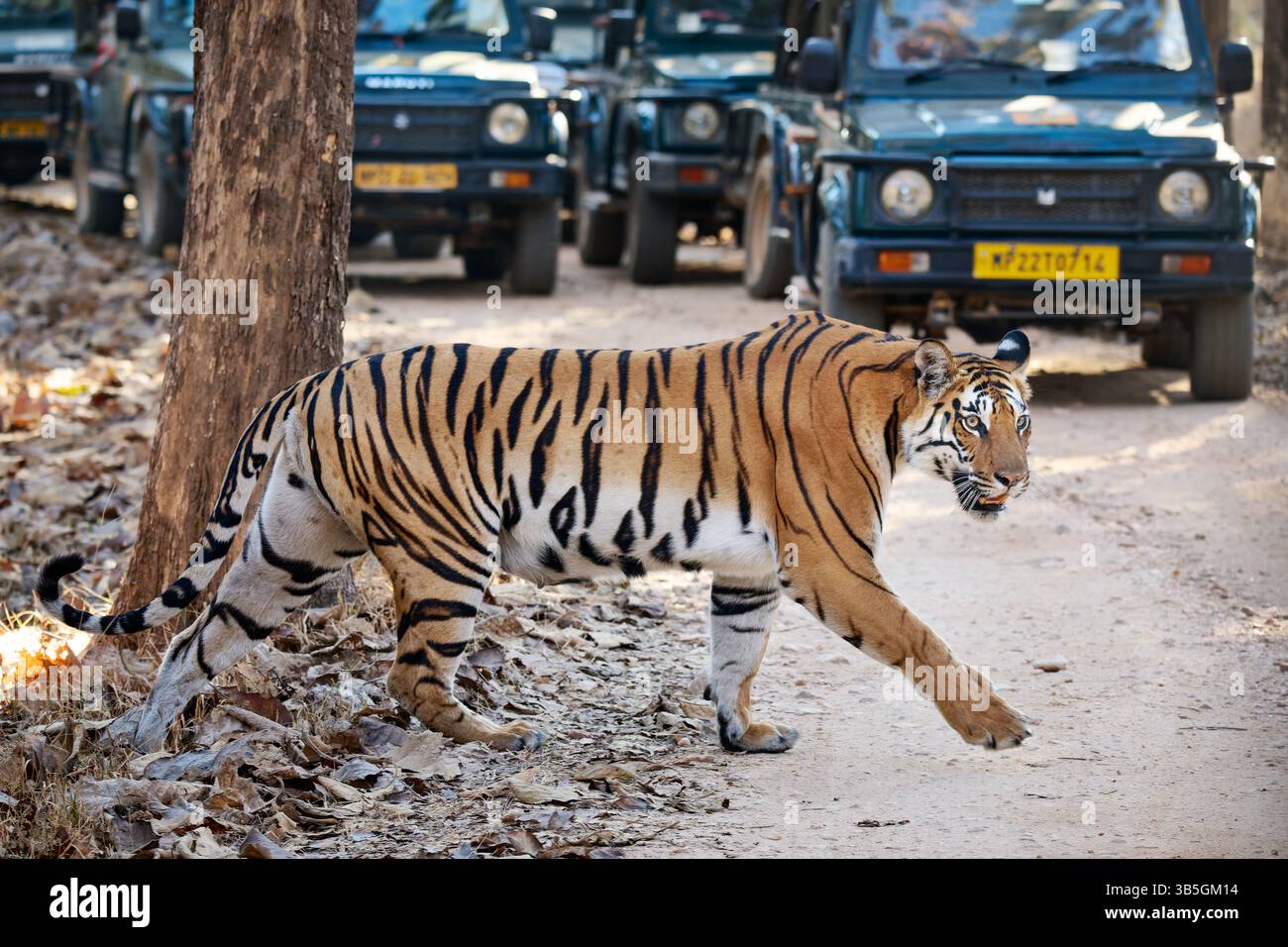 Tigre du Bengale (Panthera tigris tigris) marchant entre voitures de safari, parc national de Pench, Inde, Asie Banque D'Images