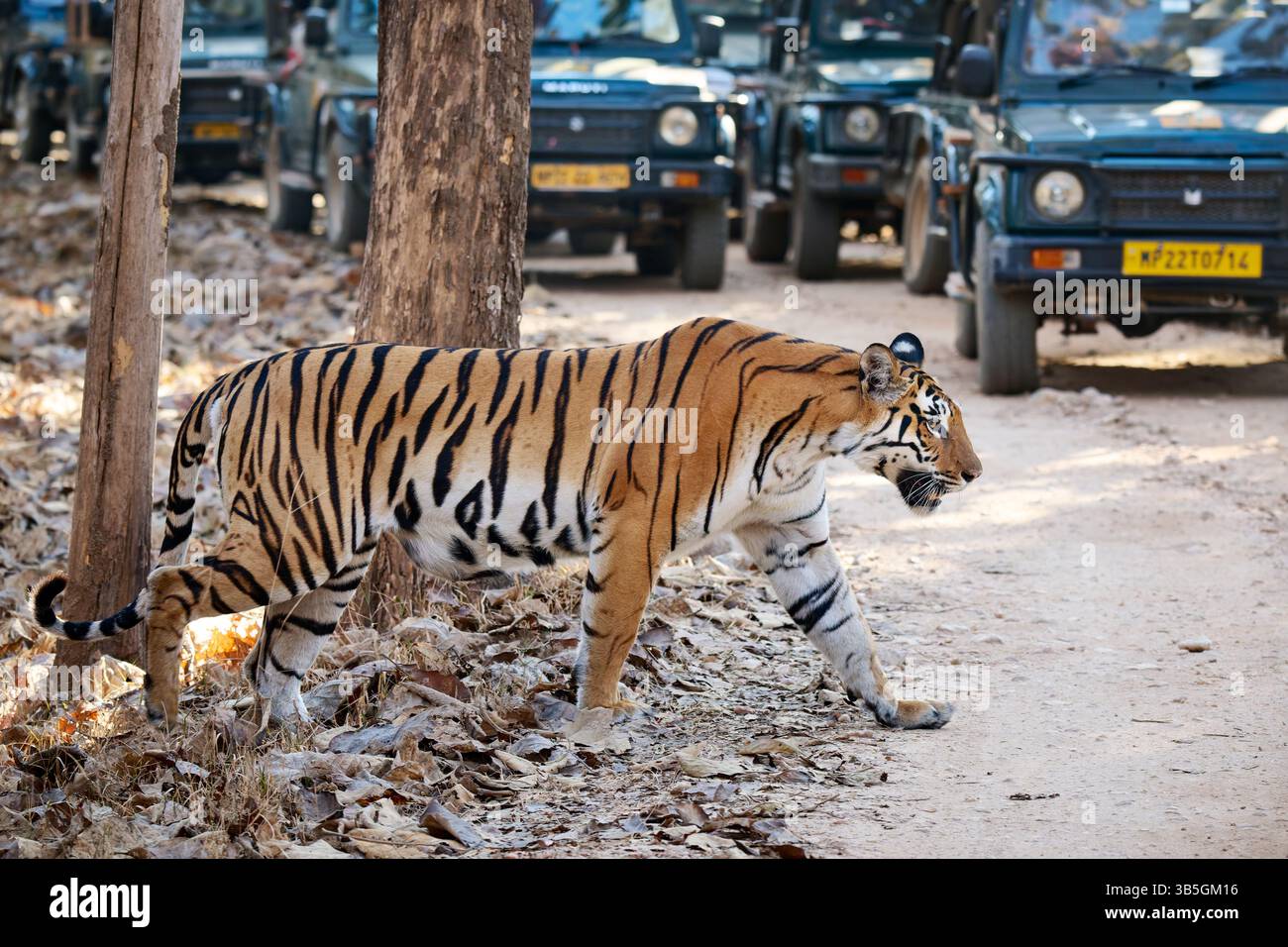 Tigre du Bengale (Panthera tigris tigris) marchant entre voitures de safari, parc national de Pench, Inde, Asie Banque D'Images