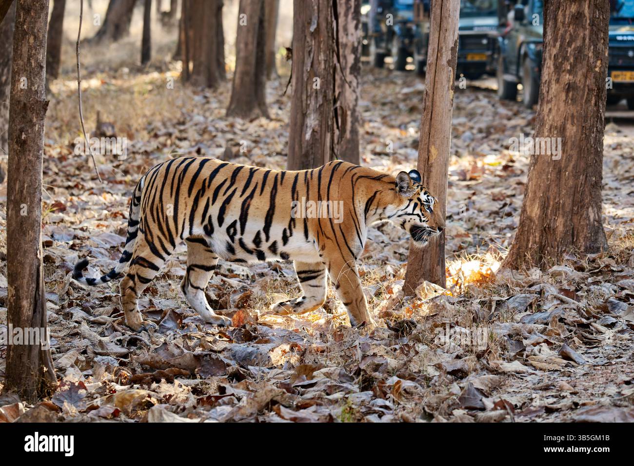 Tigre du Bengale (Panthera tigris tigris) marchant entre voitures de safari, parc national de Pench, Inde, Asie Banque D'Images