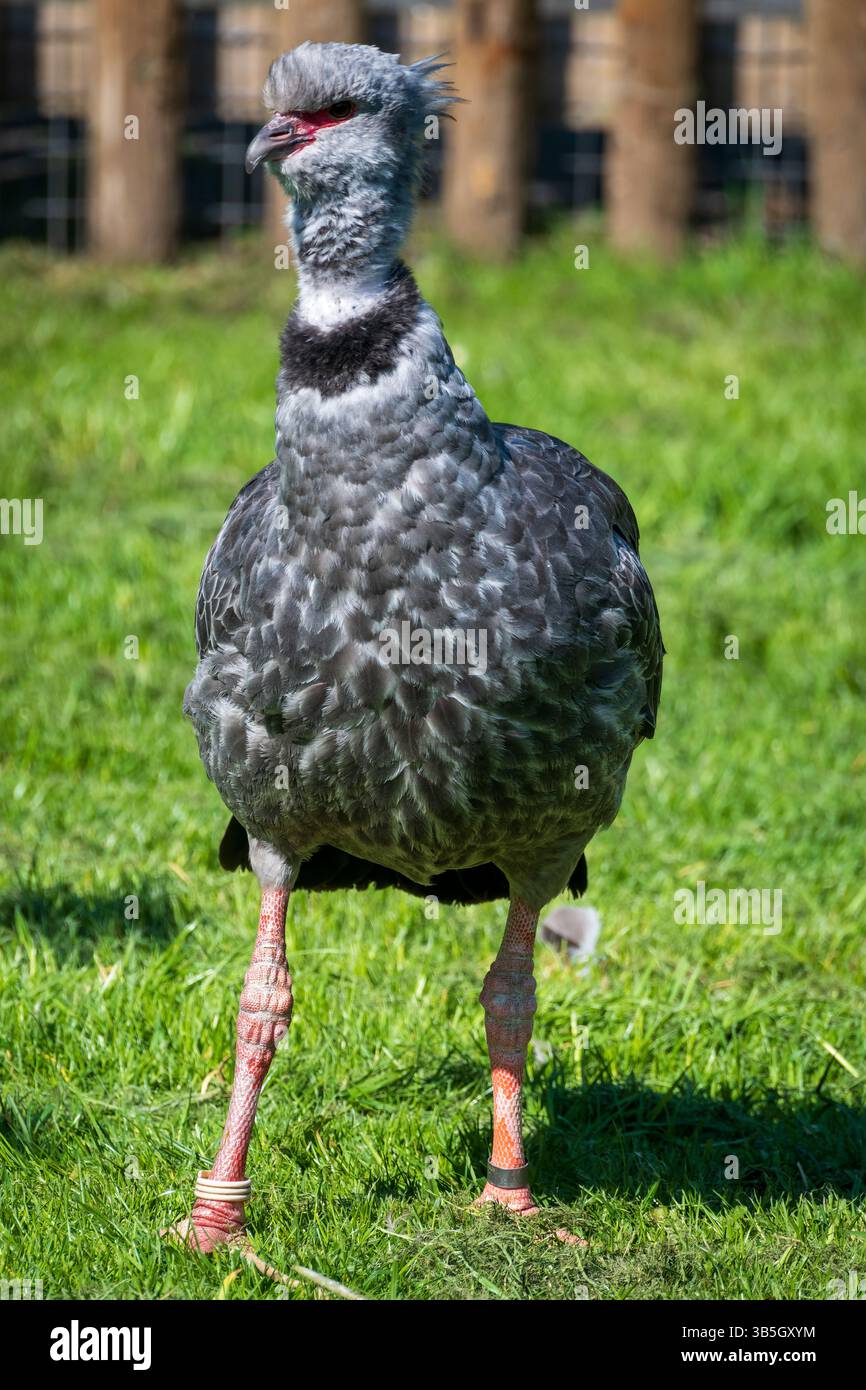 Crieur du Nord, Chauna chavaria, Anhimidae de l'ordre des oiseaux aquatiques Anseriformes. Banque D'Images