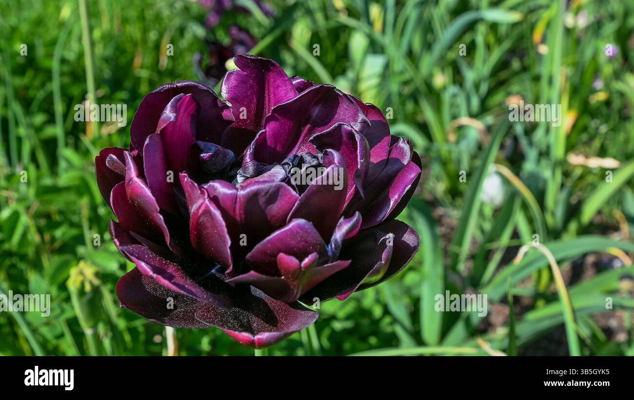 Tulipe de jardin noir violet. Banque D'Images