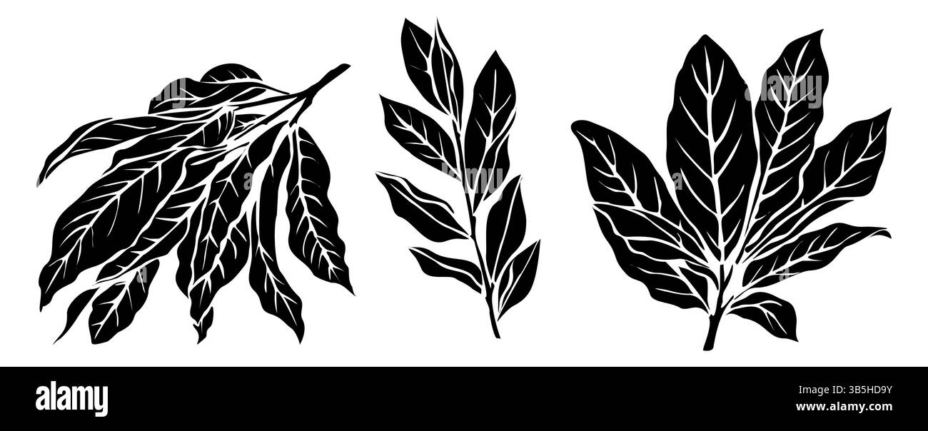 Ensemble de silhouettes vectorielles noires Bay Leaf isolées Illustration de Vecteur