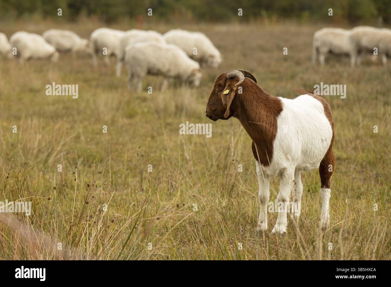 Chèvre Boer pendant la conservation du paysage Banque D'Images