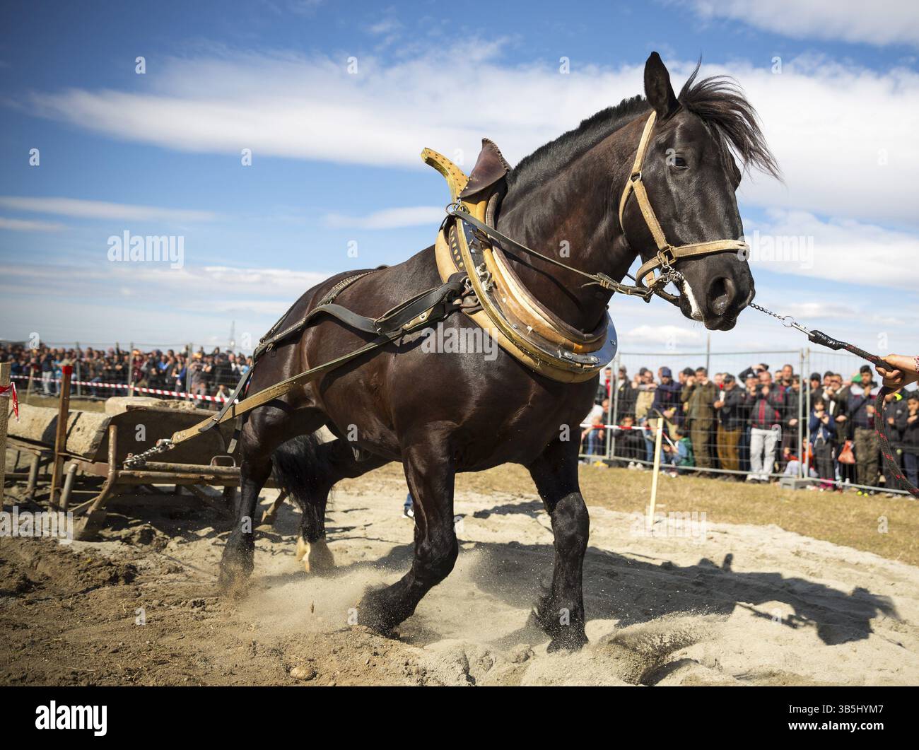 Les chevaux et leurs propriétaires participent à un tournoi heavy pull. Les animaux doivent tirer une charge de centaines de kilogrammes sur une piste de 30 M. Banque D'Images Les chevaux et leurs propriétaires participent à un tournoi heavy pull. Les animaux doivent tirer une charge de centaines de kilogrammes sur une piste de 30 M. Banque D'Images