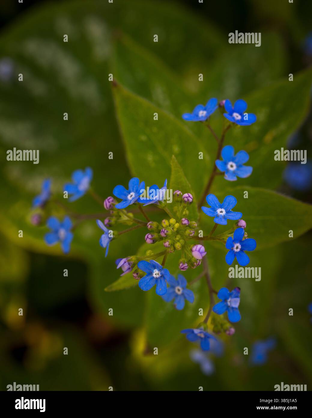 Brunnera macrophylla (bugloss sibérien) affiche de minuscules fleurs bleues à la lumière du soleil printanière, ajoutant charme et couleur au jardin verdoyant. Banque D'Images