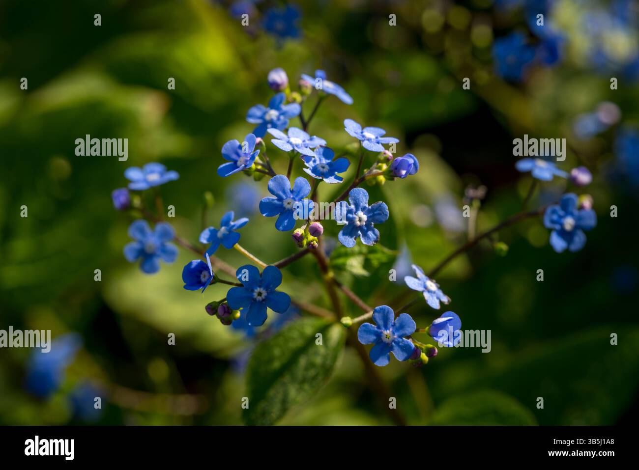Brunnera macrophylla (bugloss sibérien) affiche de minuscules fleurs bleues à la lumière du soleil printanière, ajoutant charme et couleur au jardin verdoyant. Banque D'Images