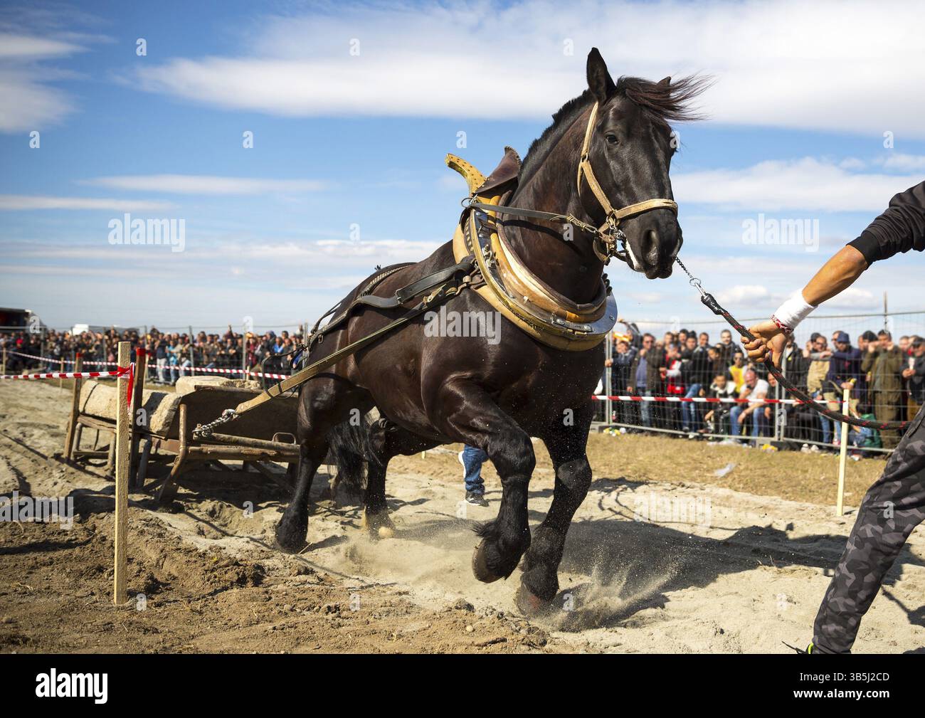 Les chevaux et leurs propriétaires participent à un tournoi heavy pull. Les animaux doivent tirer une charge de centaines de kilogrammes sur une piste de 30 M. Banque D'Images Les chevaux et leurs propriétaires participent à un tournoi heavy pull. Les animaux doivent tirer une charge de centaines de kilogrammes sur une piste de 30 M. Banque D'Images