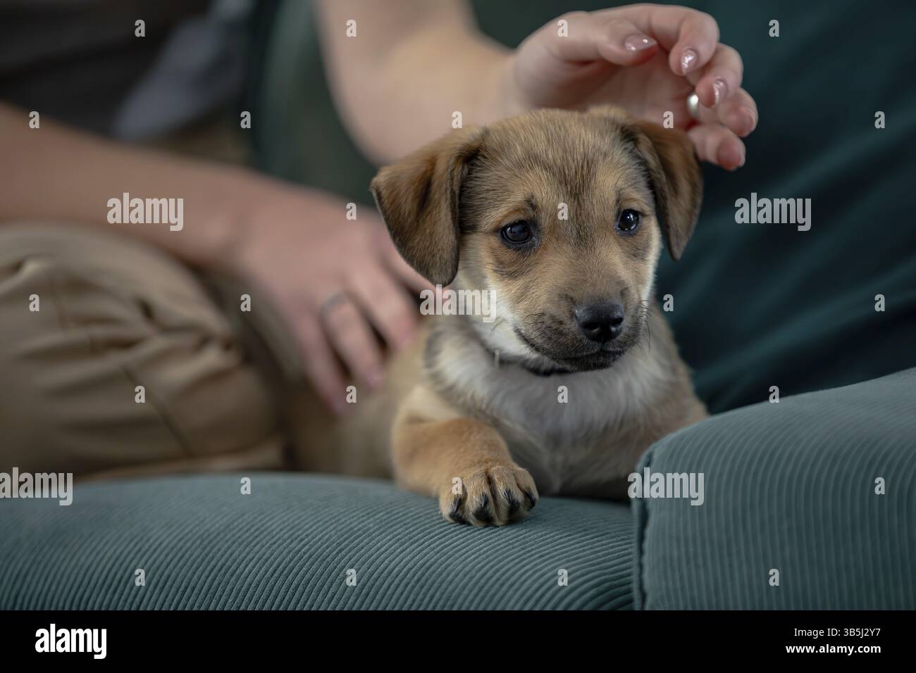 Un petit chiot mignon se repose paisiblement sur un canapé confortable, profitant d'une touche douce d'une main humaine aimante Banque D'Images