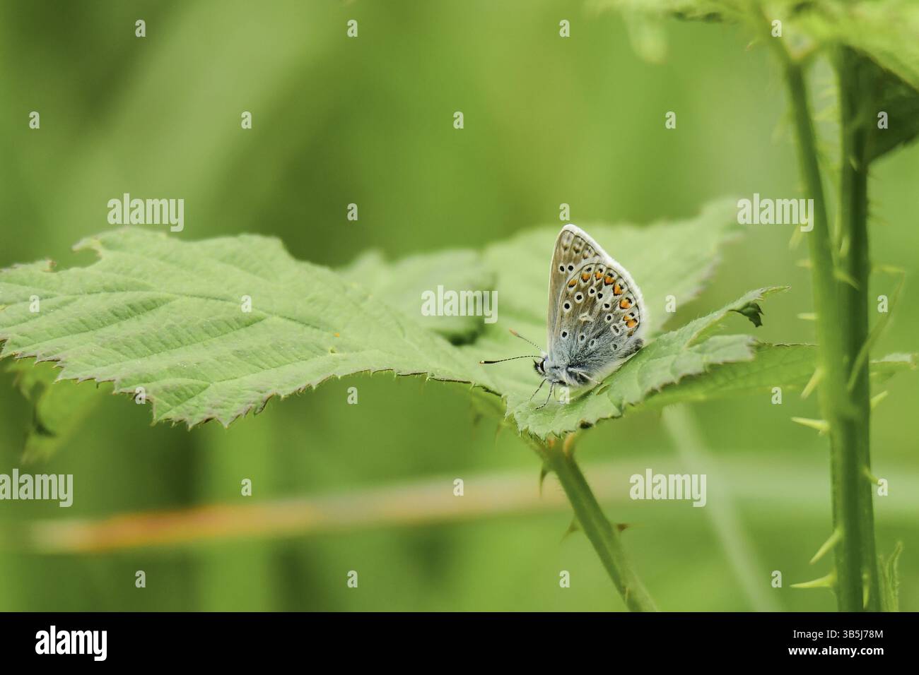 Bleu à ailes bleues (Polyommatus icarus) Banque D'Images