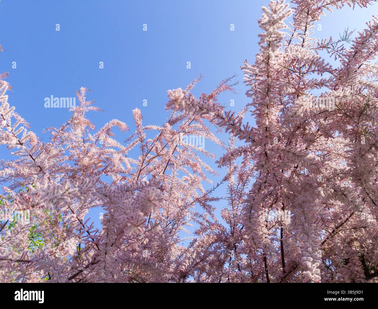 Branches de tamaris roses florissantes sous le ciel bleu Banque D'Images