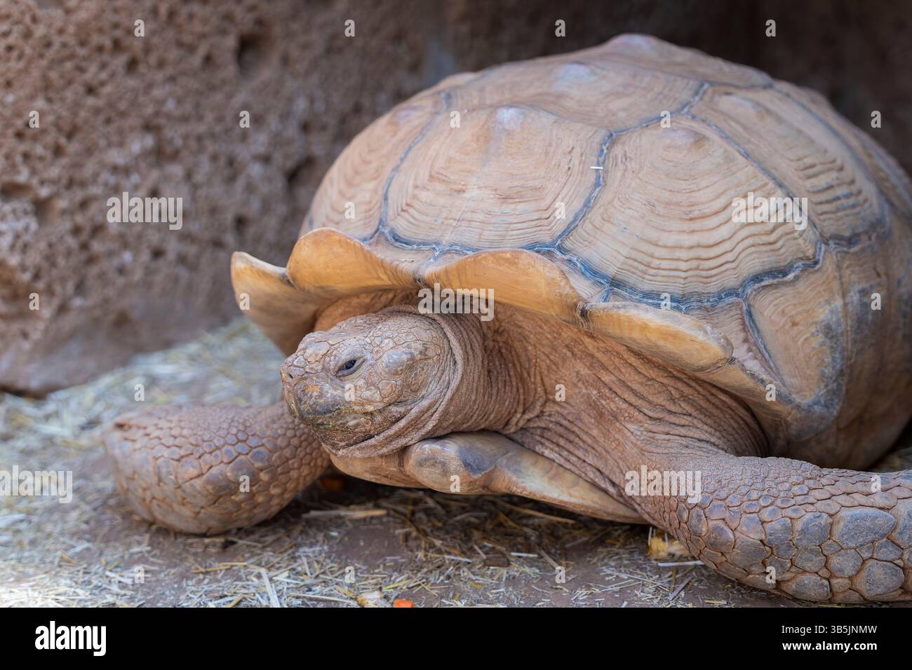 Tortue africaine (Centrochelys sulcata), une espèce indigène du désert du Sahara. Vieille tortue amicale géante. Banque D'Images