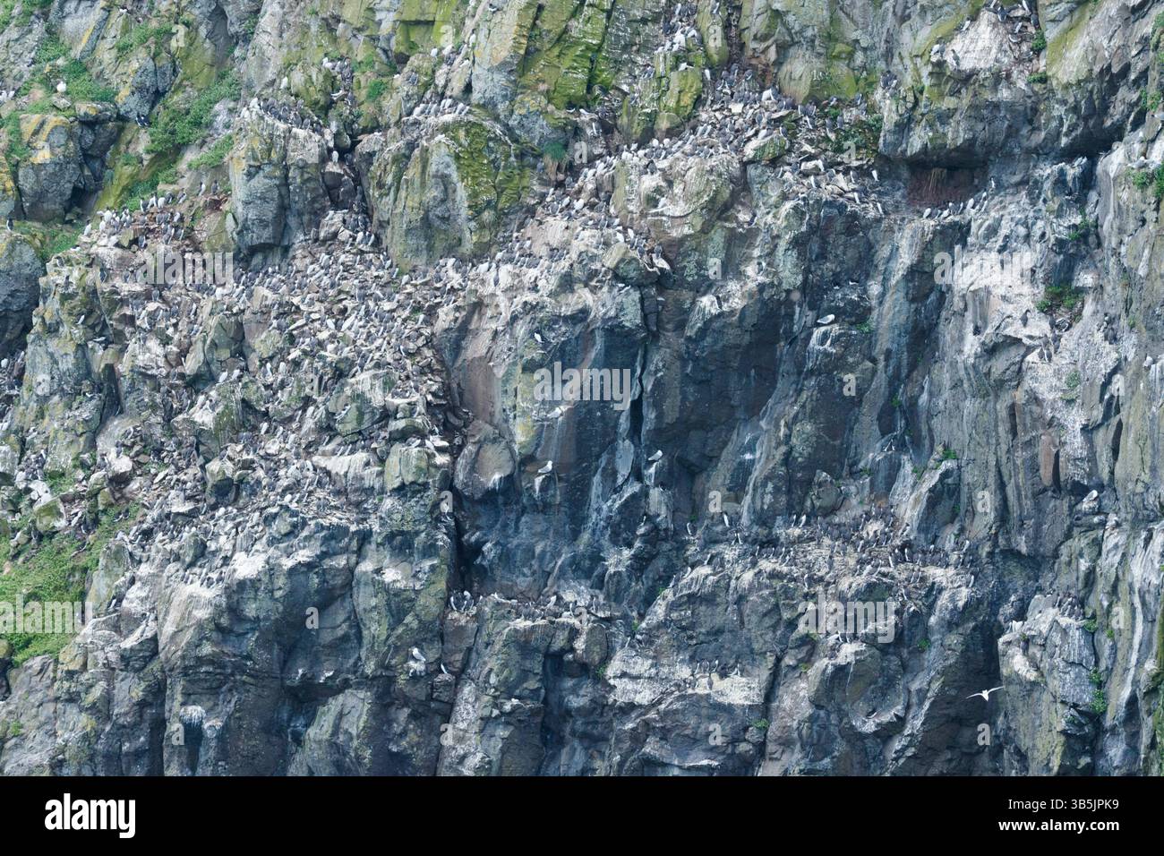 Skomer Island, Pembrokeshire, West Wales, Royaume-Uni. 1er mai 2025. Des milliers d'oiseaux sur une falaise sur l'île. Plus de 41500 macareux reviennent se reproduire à cette période de l'année. Crédit : Andrew Bartlett/Alamy Live News Banque D'Images Skomer Island, Pembrokeshire, West Wales, Royaume-Uni. 1er mai 2025. Des milliers d'oiseaux sur une falaise sur l'île. Plus de 41500 macareux reviennent se reproduire à cette période de l'année. Crédit : Andrew Bartlett/Alamy Live News Banque D'Images