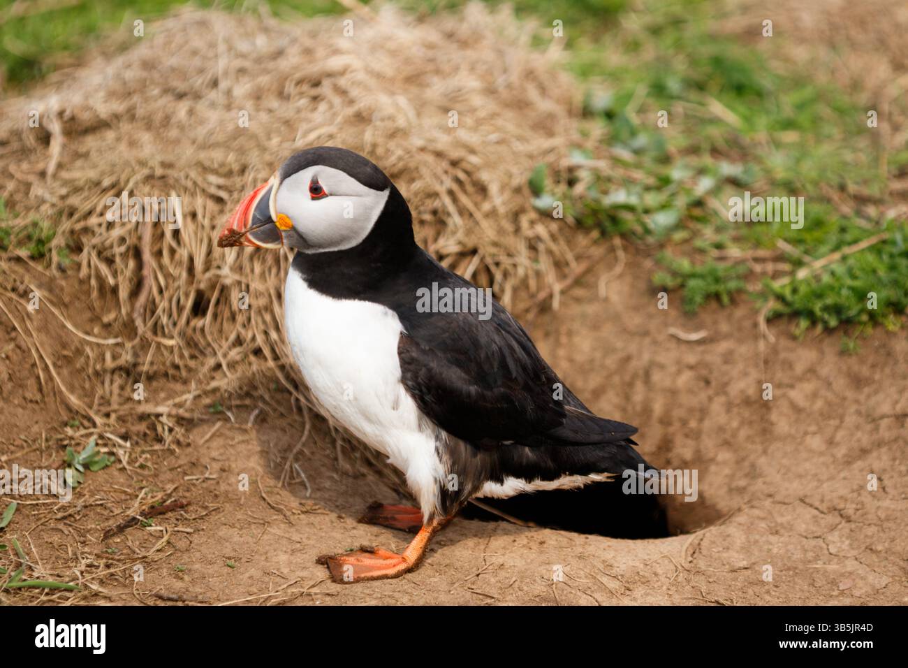 Skomer Island, Pembrokeshire, West Wales, Royaume-Uni. 1er mai 2025. Un macareux de l'Atlantique sur l'île. Plus de 41500 macareux reviennent se reproduire à cette période de l'année. Crédit : Andrew Bartlett/Alamy Live News Banque D'Images Skomer Island, Pembrokeshire, West Wales, Royaume-Uni. 1er mai 2025. Un macareux de l'Atlantique sur l'île. Plus de 41500 macareux reviennent se reproduire à cette période de l'année. Crédit : Andrew Bartlett/Alamy Live News Banque D'Images