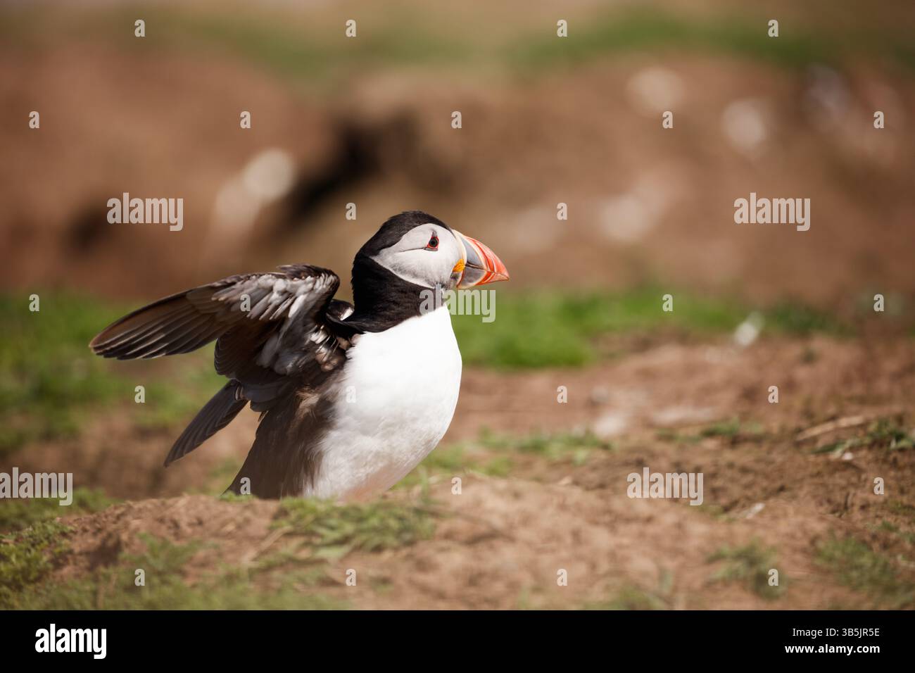 Skomer Island, Pembrokeshire, West Wales, Royaume-Uni. 1er mai 2025. Un macareux de l'Atlantique jette un coup d'œil hors de son terrier sur l'île. Plus de 41500 macareux reviennent se reproduire à cette période de l'année. Crédit : Andrew Bartlett/Alamy Live News. Banque D'Images Skomer Island, Pembrokeshire, West Wales, Royaume-Uni. 1er mai 2025. Un macareux de l'Atlantique jette un coup d'œil hors de son terrier sur l'île. Plus de 41500 macareux reviennent se reproduire à cette période de l'année. Crédit : Andrew Bartlett/Alamy Live News. Banque D'Images