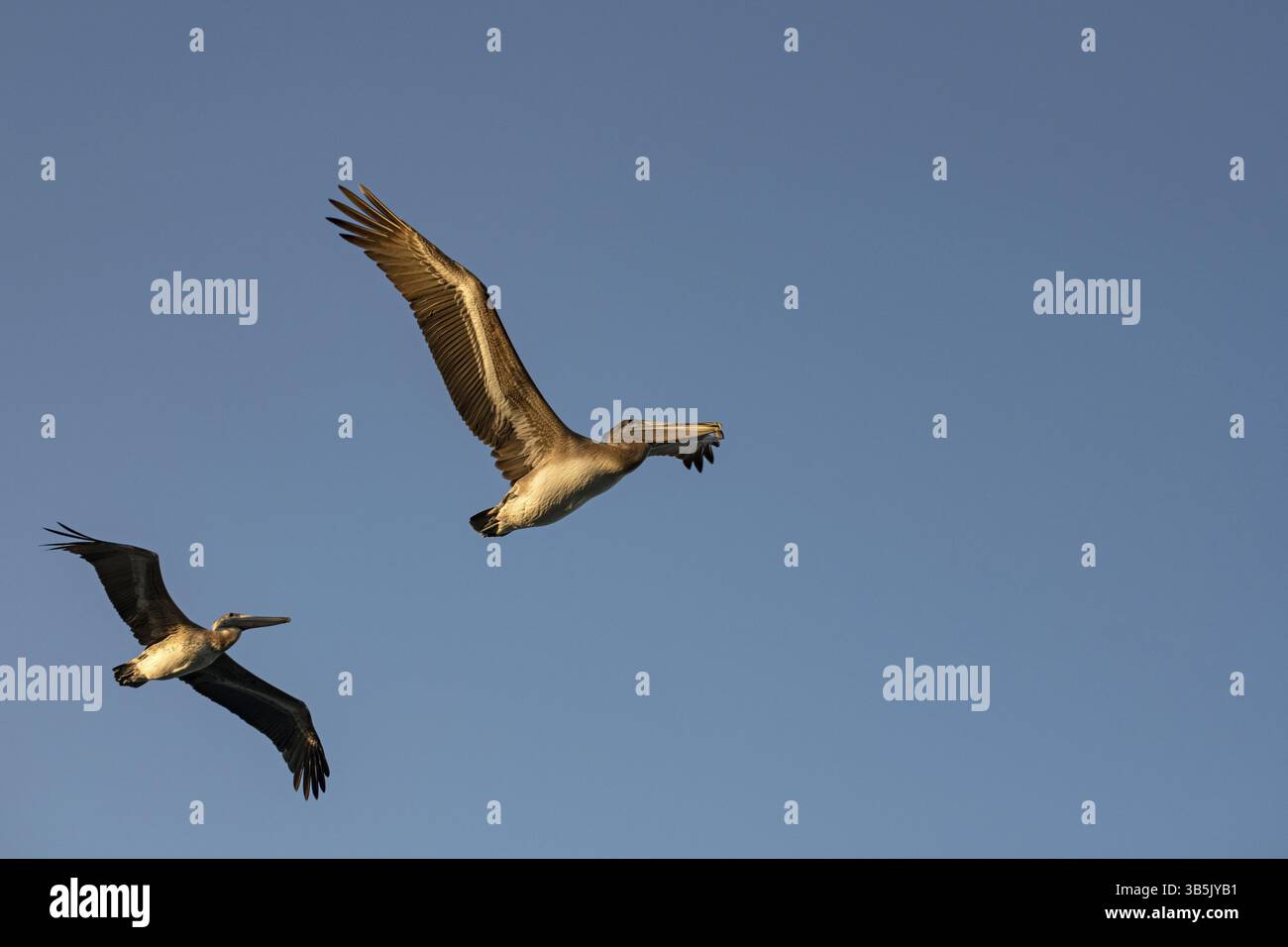 Deux pélicans bruns en vol Banque D'Images