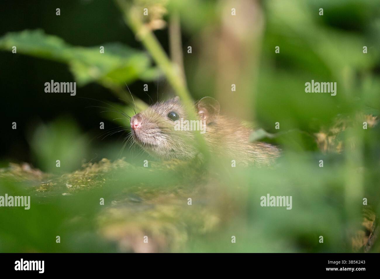 Un rat sauvage culminant à travers des feuilles vertes floues sur le sol Banque D'Images