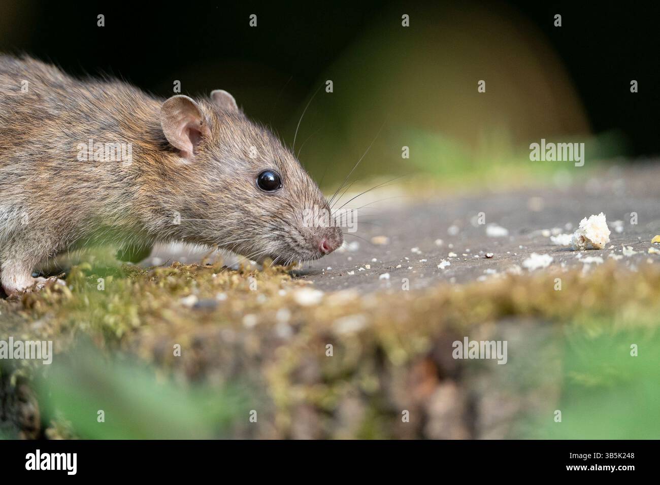 Vue latérale d'un rat sauvage qui cherche de la nourriture sur une souche d'arbre Banque D'Images