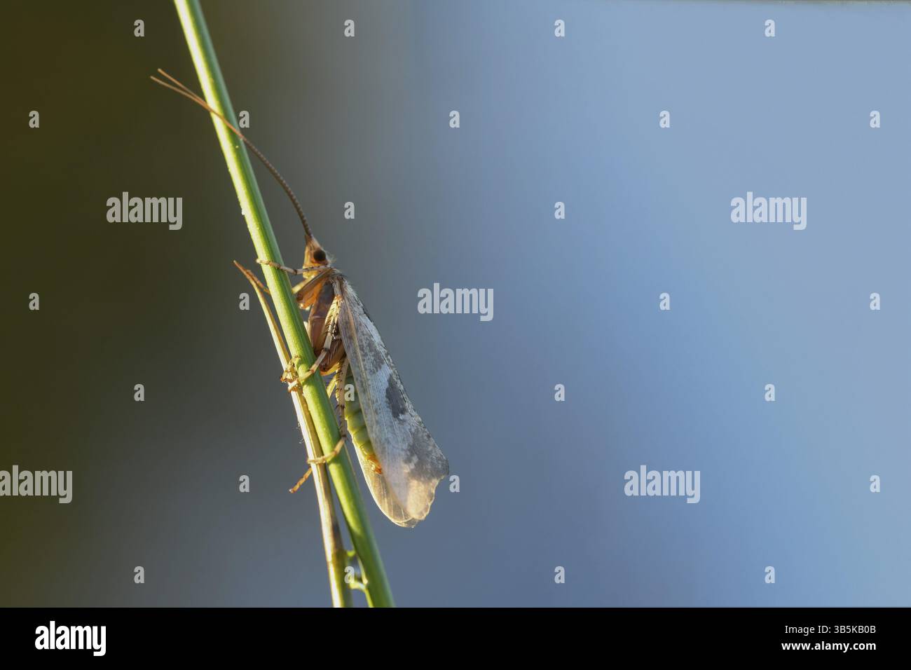 Caddisfly sur une tige Banque D'Images