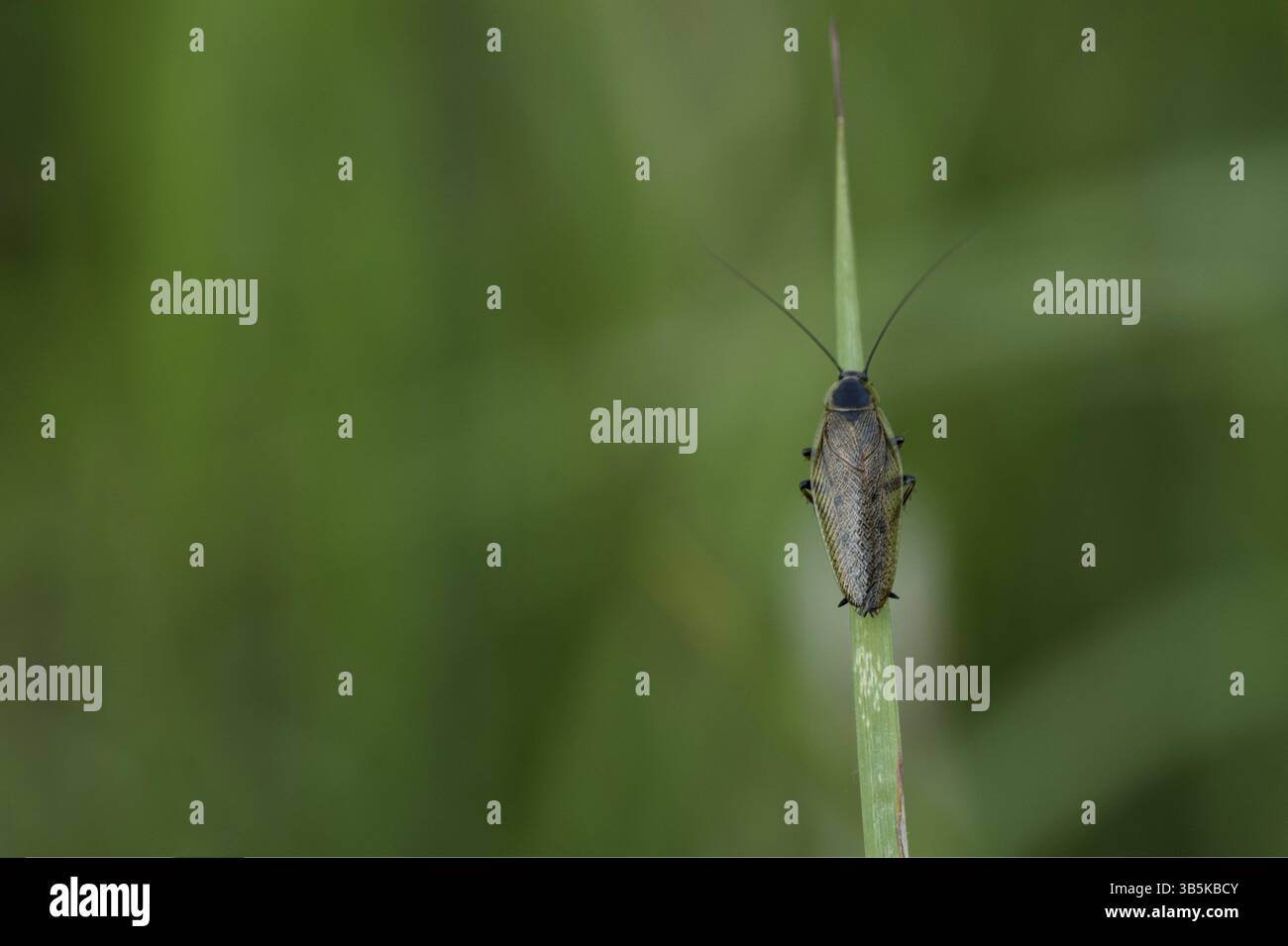 (Ectobius lapponicus cafard sombre) Banque D'Images