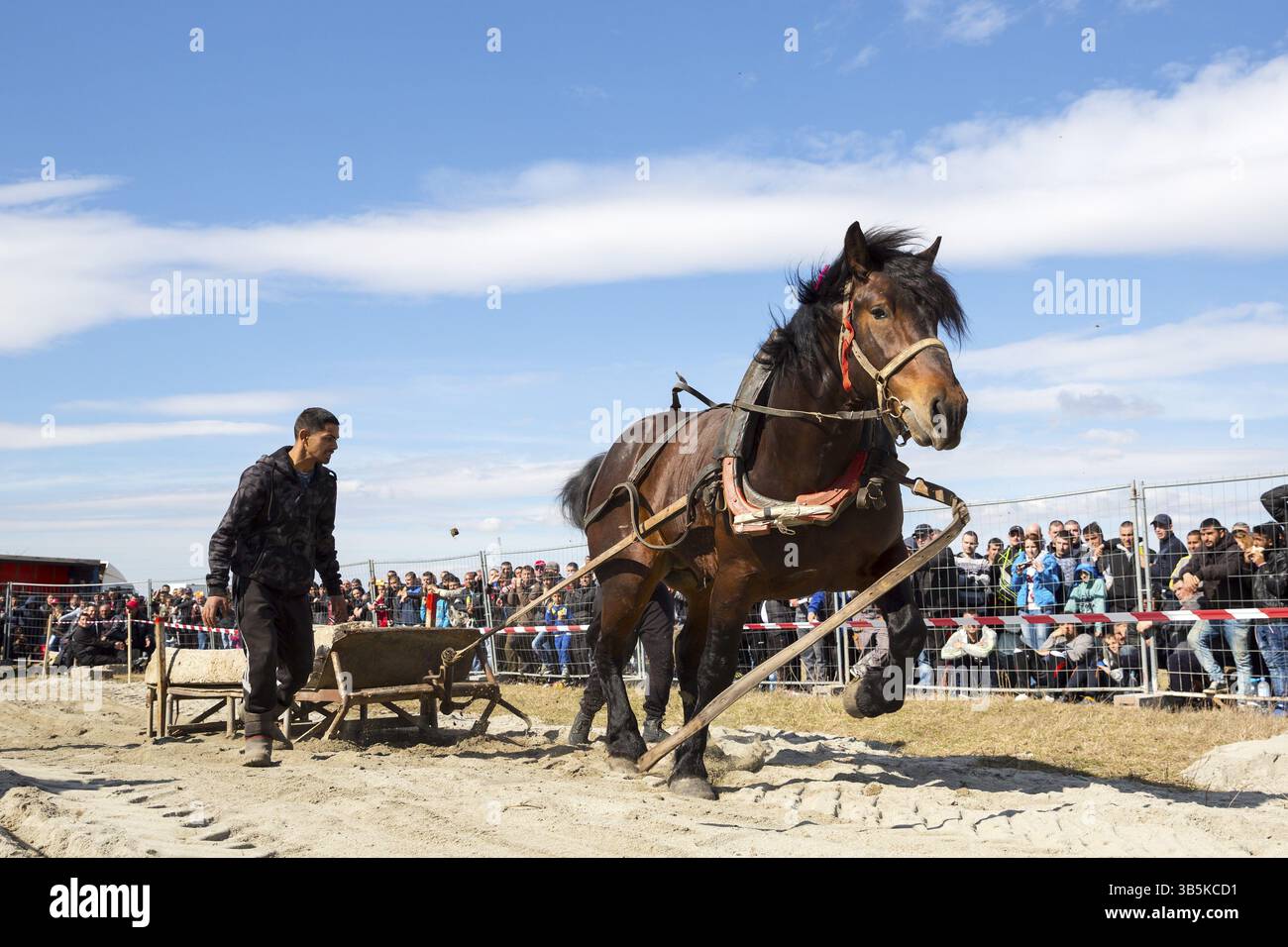 Sofia, Bulgarie - 3 mars, 2017 : les chevaux et leurs propriétaires participent à un tournoi de tirer lourd. Les animaux doit tirer une charge de centaines de kilogra Banque D'Images Sofia, Bulgarie - 3 mars, 2017 : les chevaux et leurs propriétaires participent à un tournoi de tirer lourd. Les animaux doit tirer une charge de centaines de kilogra Banque D'Images
