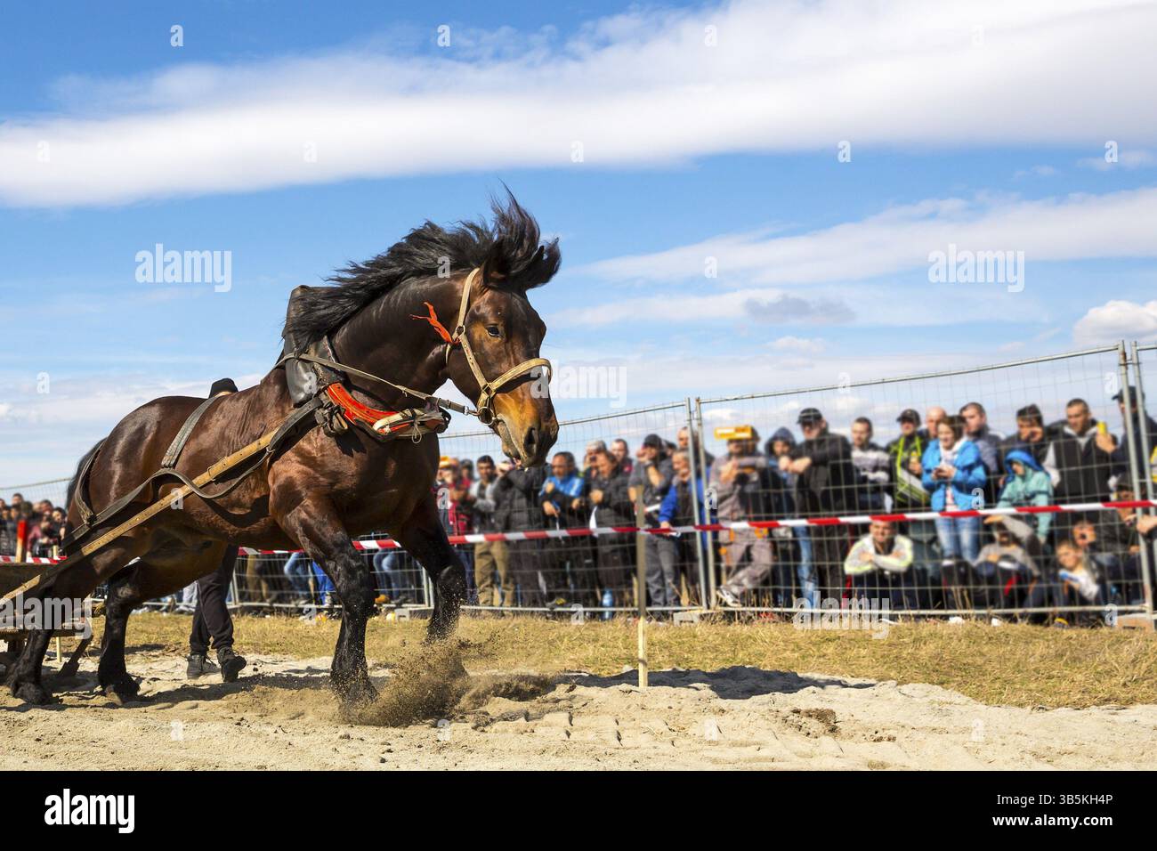 Les chevaux et leurs propriétaires participent à un tournoi heavy pull. Les animaux doivent tirer une charge de centaines de kilogrammes sur une piste de 30 M. Banque D'Images Les chevaux et leurs propriétaires participent à un tournoi heavy pull. Les animaux doivent tirer une charge de centaines de kilogrammes sur une piste de 30 M. Banque D'Images