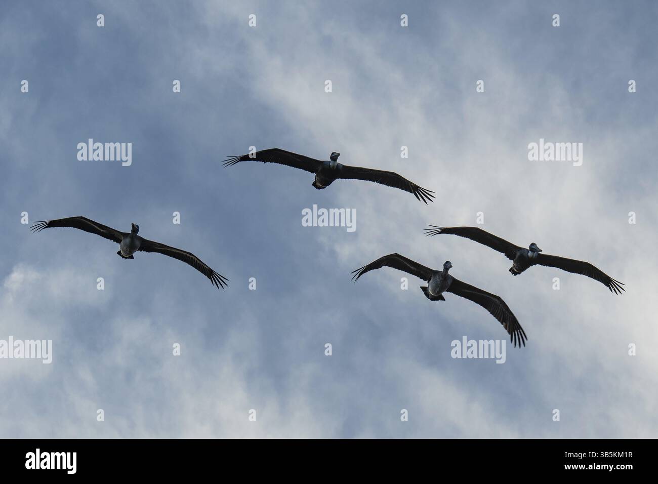 Quatre pélicans bruns en vol Banque D'Images