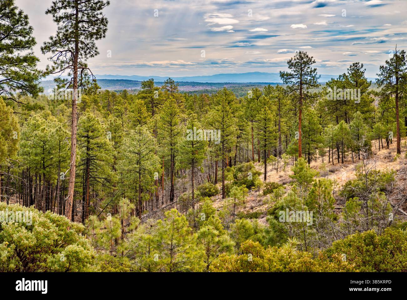 Vue près de Deer Springs Fire Lookout Tower, Mogollon plateau over Mogollon Rim, Colorado plateau, Apache Sitgreaves National Forest, Arizona, États-Unis Banque D'Images