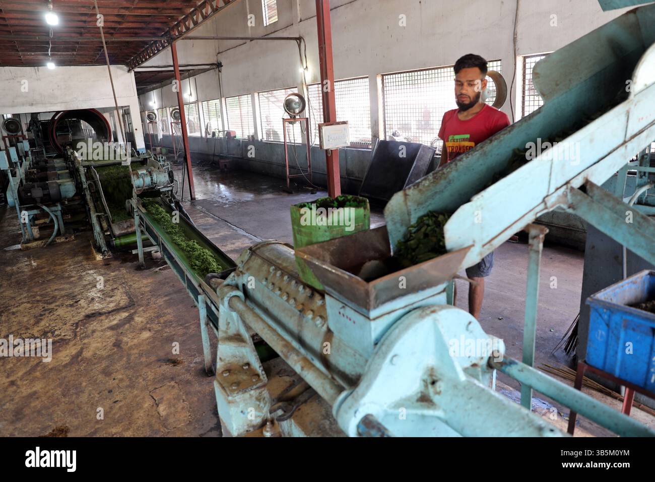 28 septembre 2022, Dhaka, Dhaka, Bangladesh: Un travailleur vérifie les feuilles de thé sur une machine où le thé est séparé par la taille et la couleur à l'usine. (Credit image: © Habibur Rahman/ZUMA Press Wire) Banque D'Images