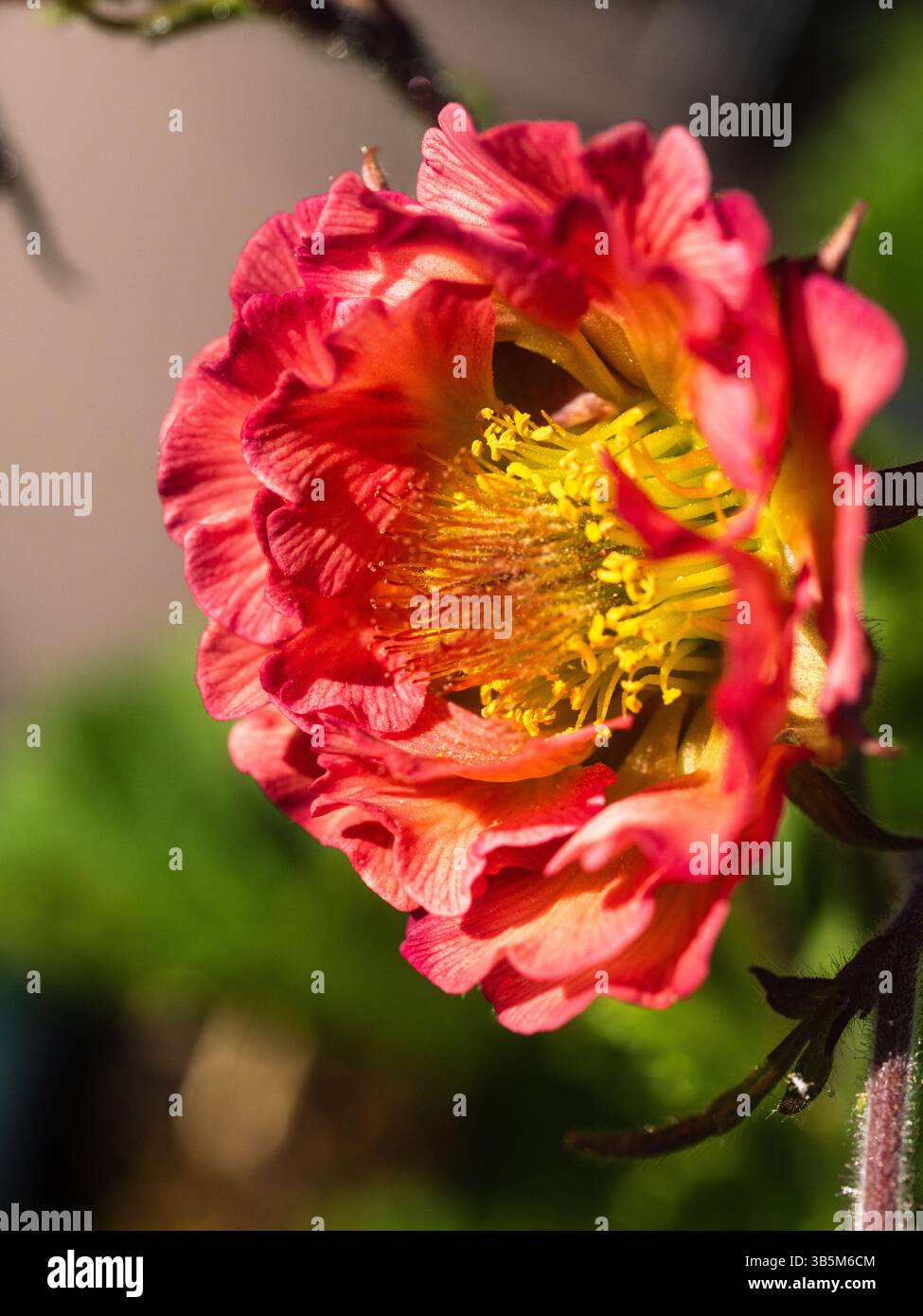 Fleur unique de la vivacité herbacée rustique longue floraison, Geum 'Pink petticoats' Banque D'Images