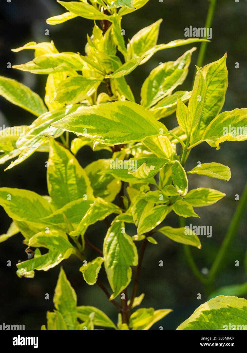 Feuillage caduque panaché vert à bordure jaune de l'arbuste cornichon rouge rustique Cornus alba 'Spaethii' Banque D'Images